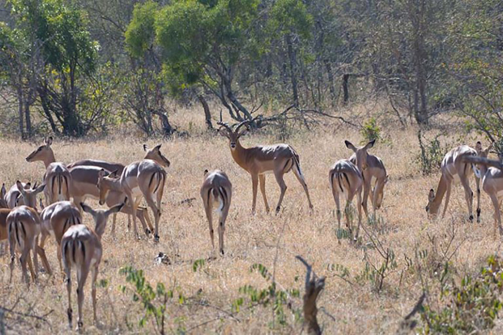 Impala gather on the savanna inside Kruger. Photo credit: Justin Catanoso for Mongabay Impala gather on the savanna inside Kruger. Photo credit: Justin Catanoso for Mongabay