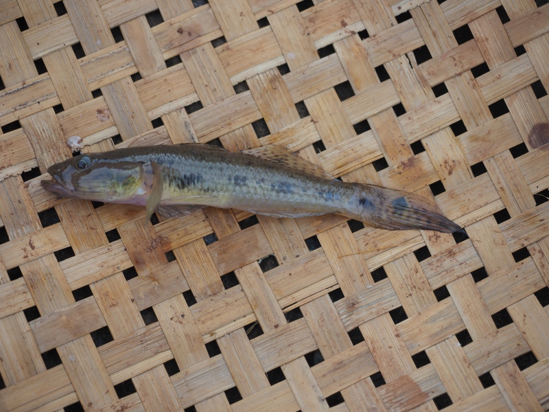 The khorsani, or butter fish. (Photo credit: Aaron Savio Lobo) The khorsani, or butter fish. (Photo credit: Aaron Savio Lobo)