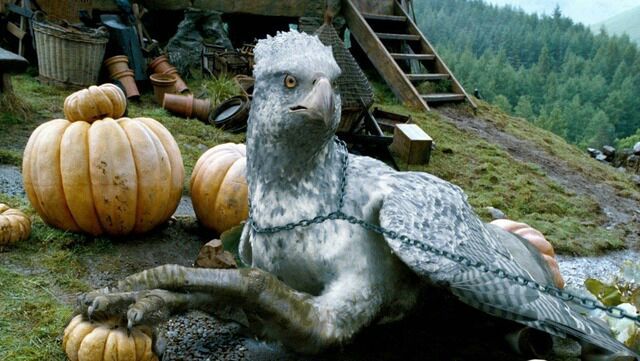 Buckbeak the hippogriff. Buckbeak the hippogriff.