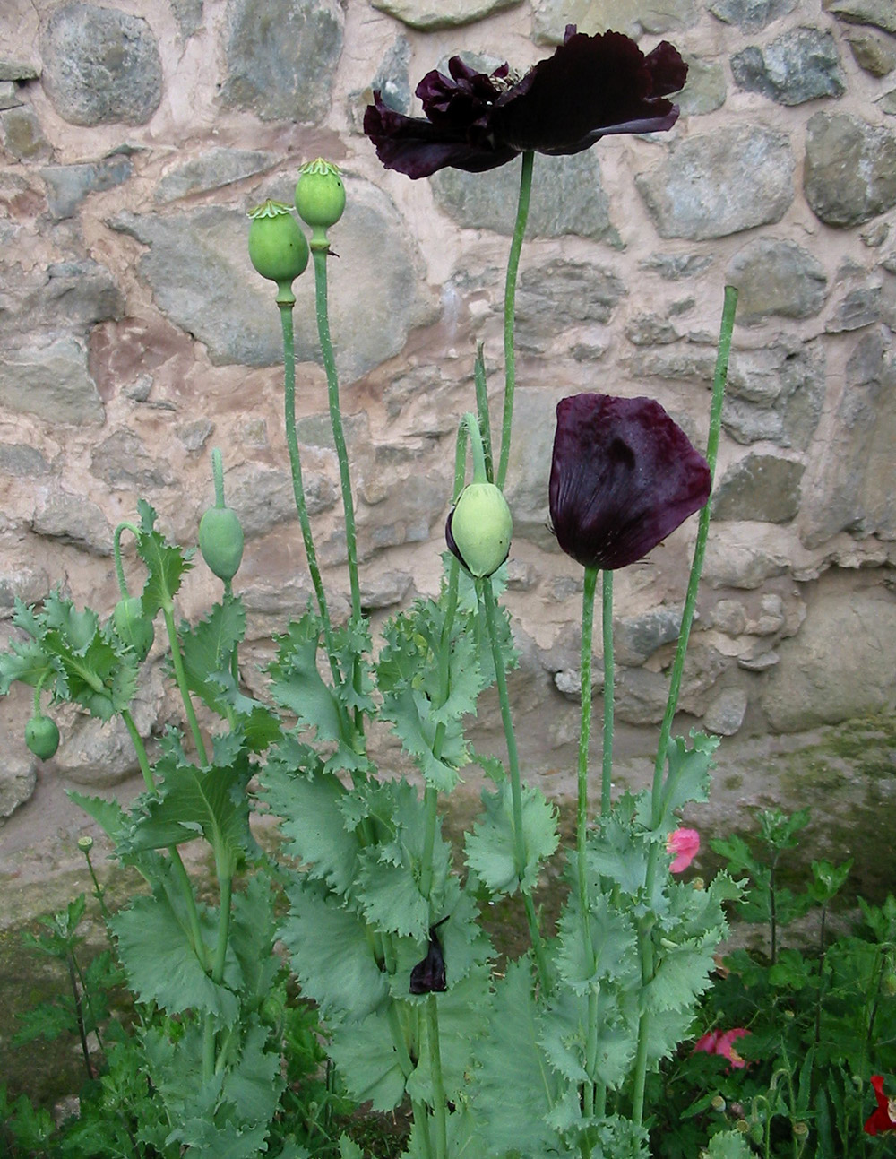 Black poppies at Pari Mahal. Image credit: Anuradha Chaturvedi Black poppies at Pari Mahal. Image credit: Anuradha Chaturvedi