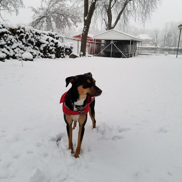Roxy's first snowfall. Image credit: Pam and Jeff Spain Roxy's first snowfall. Image credit: Pam and Jeff Spain