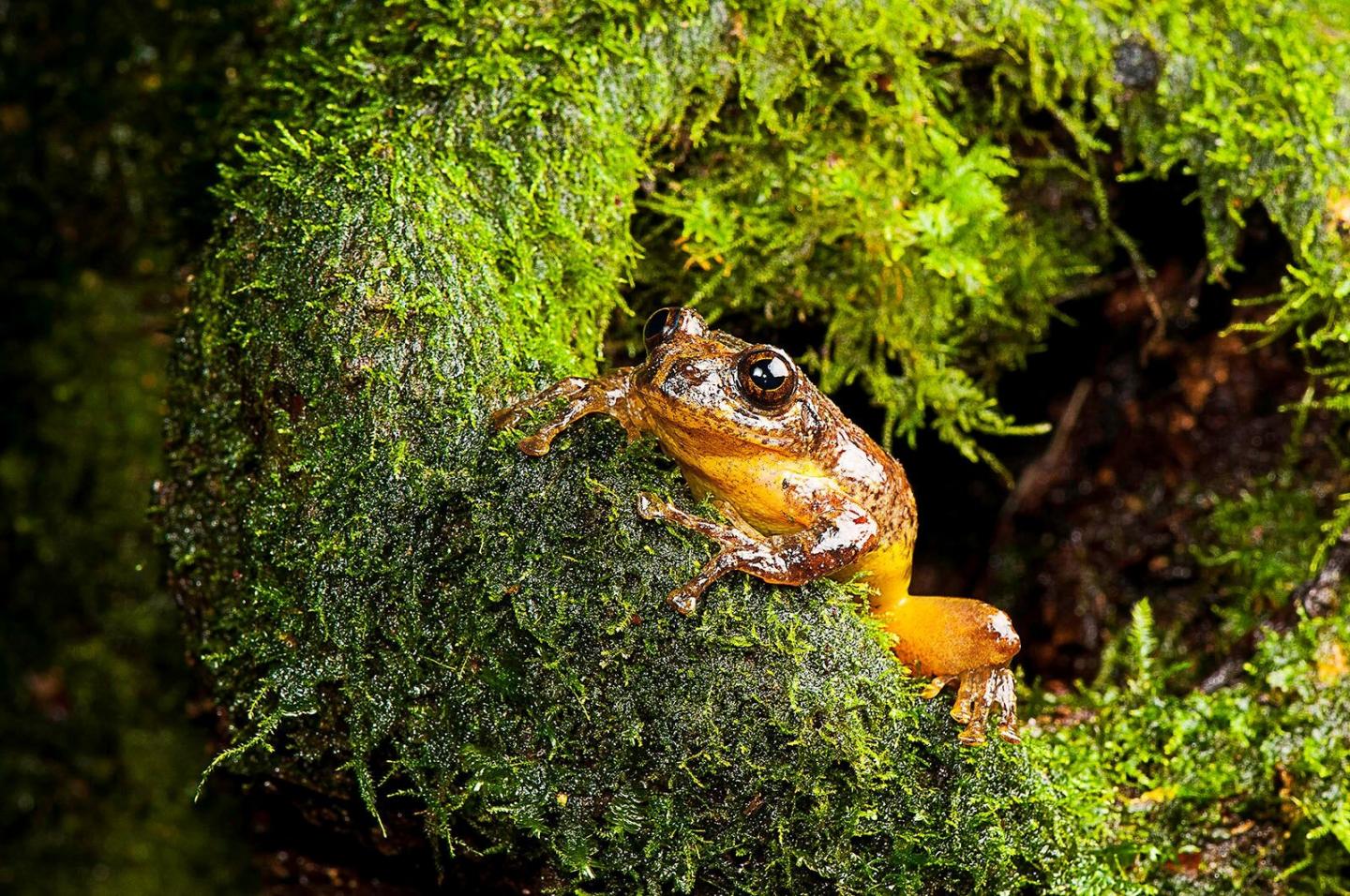 Tree frog Frankixalus jerdonii. Photo: SD Biju Tree frog Frankixalus jerdonii. Photo: SD Biju