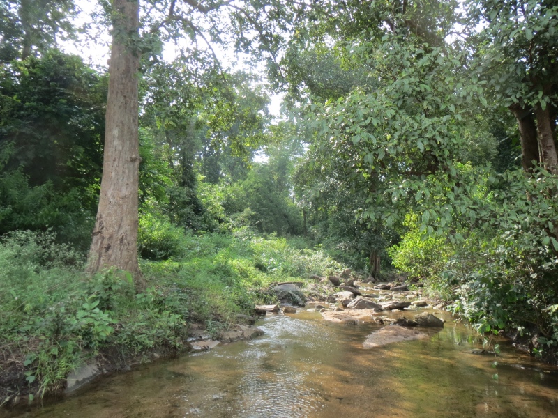 The Betla forest. Photo credit: Anumeha Yadav. The Betla forest. Photo credit: Anumeha Yadav.