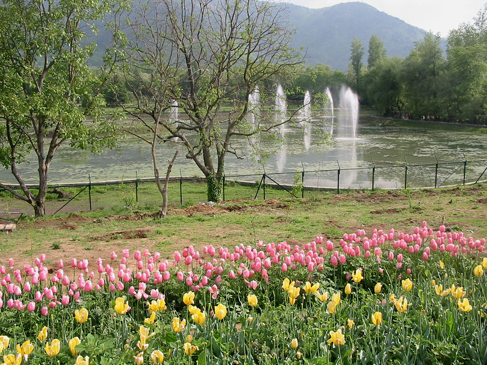 Tulip Garden in March. Image credit: Anuradha Chaturvedi Tulip Garden in March. Image credit: Anuradha Chaturvedi