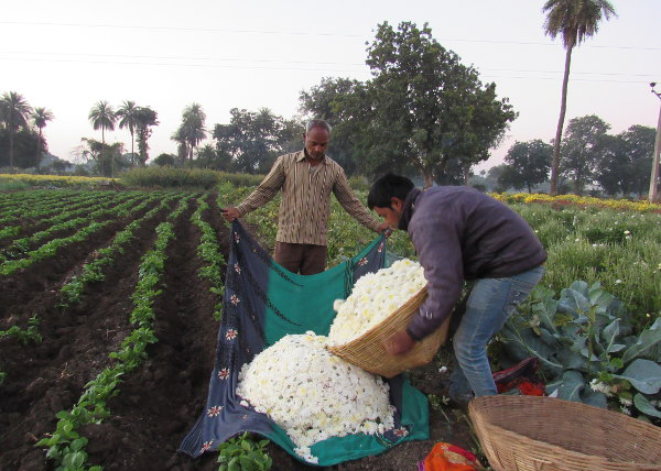 Keshu Singh Patel and his son, Kantilal, fill flowers into make-shift cloth bags at his farm in Mirjapur, Madhya Pradesh. The flowers sold at lower prices because of demonetisation. Image Credits: Shreya Shah/IndiaSpend Keshu Singh Patel and his son, Kantilal, fill flowers into make-shift cloth bags at his farm in Mirjapur, Madhya Pradesh. The flowers sold at lower prices because of demonetisation. Image Credits: Shreya Shah/IndiaSpend