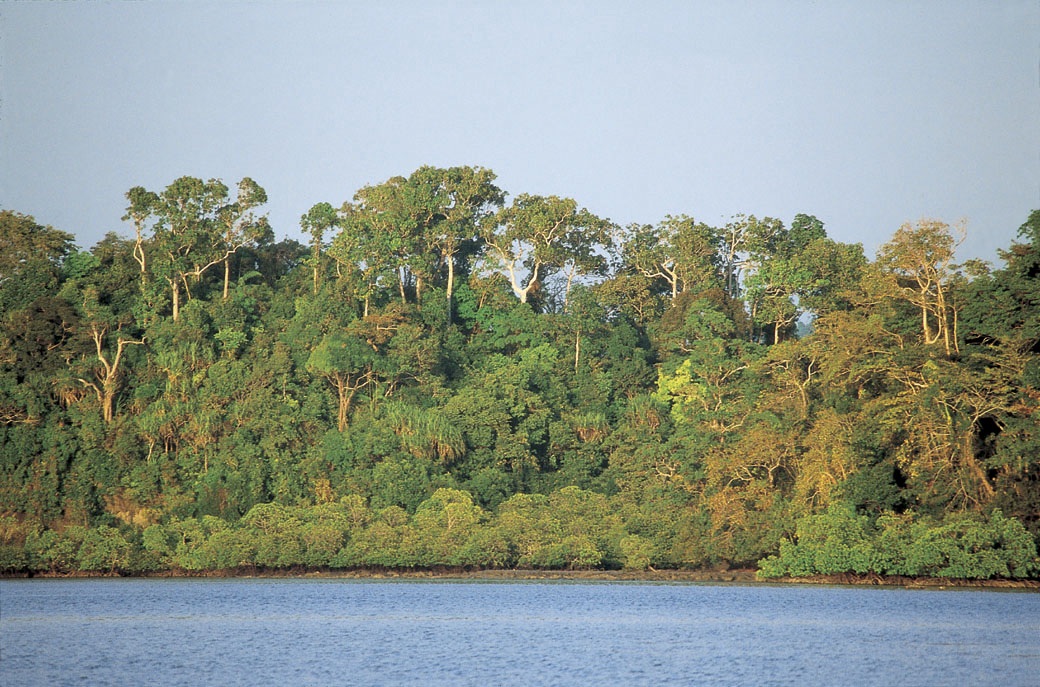 Wandoor rain forest (Photograph by Pankaj Sekhsaria). Wandoor rain forest (Photograph by Pankaj Sekhsaria).