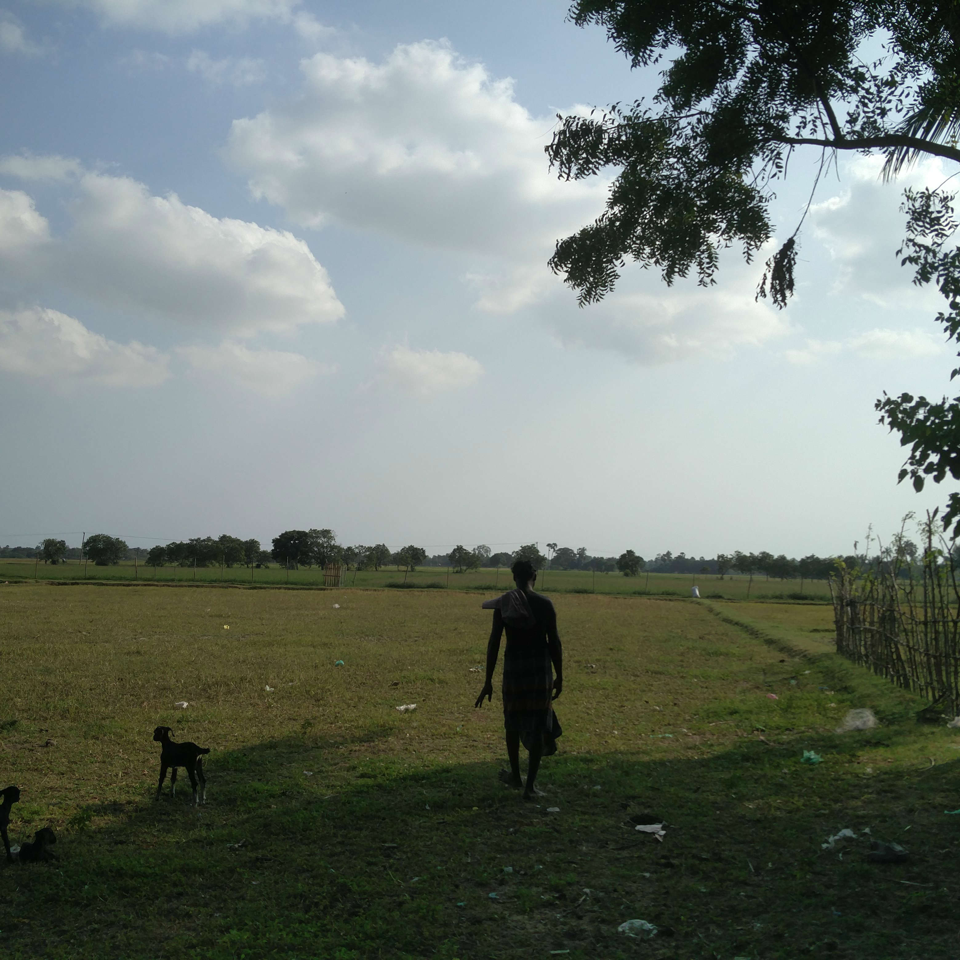 Barren fields behind Kumarasamy's village in Thiruvarur district. Barren fields behind Kumarasamy's village in Thiruvarur district.