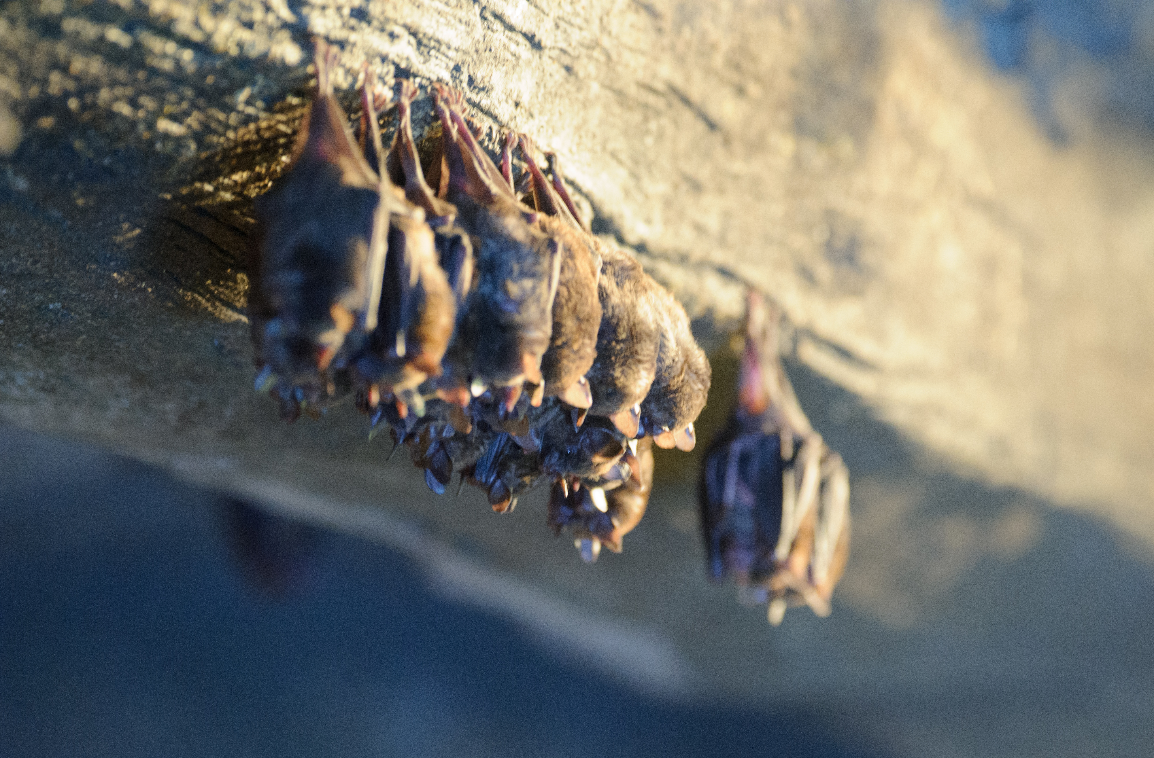 Bats are common zoonotic hosts of viruses that can infect humans. (Photo: Eric Kilby/Flickr) Bats are common zoonotic hosts of viruses that can infect humans. (Photo: Eric Kilby/Flickr)
