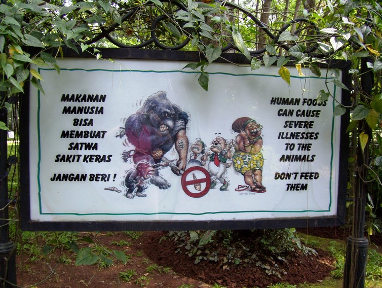A sign in Indonesia warns tourists not to approach apes. Serenity/Wikimedia, CC BY-SA A sign in Indonesia warns tourists not to approach apes. Serenity/Wikimedia, CC BY-SA