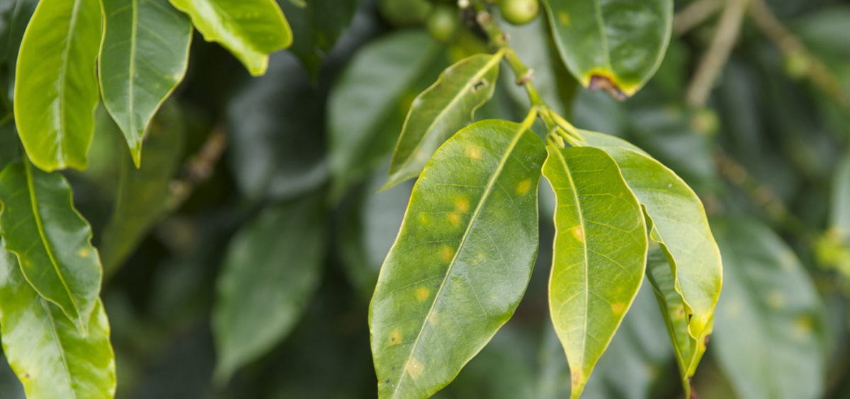 Yellow rust and other diseases attack the crops from what is considered the best coffee in the world. Photo credit: WCS Peru Yellow rust and other diseases attack the crops from what is considered the best coffee in the world. Photo credit: WCS Peru