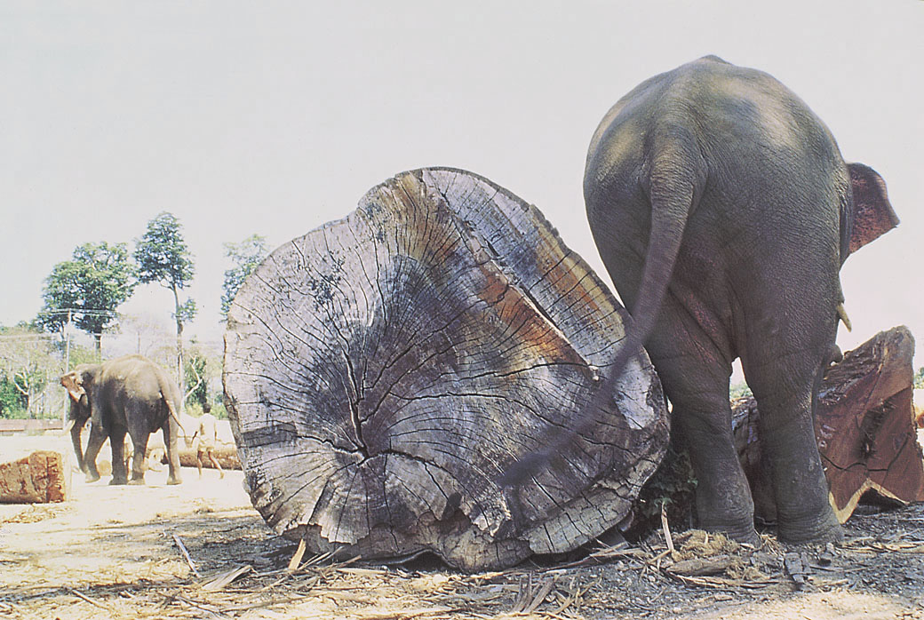 In the timber yard at Hut Bay, Little Andaman (Photograph by Pankaj Sekhsaria). In the timber yard at Hut Bay, Little Andaman (Photograph by Pankaj Sekhsaria).