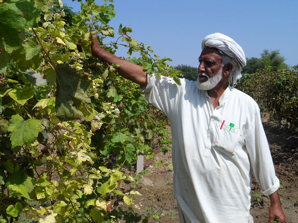 Muhammad Khan tending his fields. Credit: Aamir Saeed Muhammad Khan tending his fields. Credit: Aamir Saeed