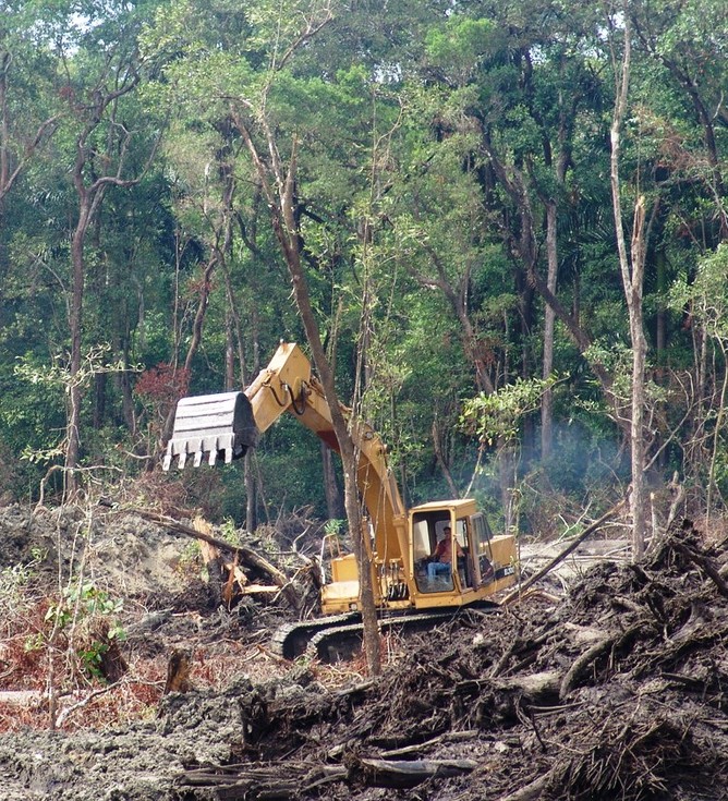 Felling of native mangrove forests in Latin America William Laurance Felling of native mangrove forests in Latin America William Laurance