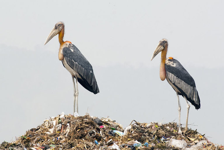 Two Greater Adjutant storks at Guwahati Dump. Image Credit: Yathin S. Krishnappa CC BY-SA 3.0 Two Greater Adjutant storks at Guwahati Dump. Image Credit: Yathin S. Krishnappa CC BY-SA 3.0