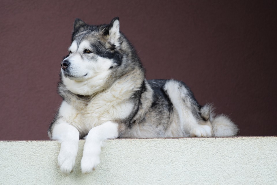 An Alaskan Malamute. Credits: Pixabay CC BY An Alaskan Malamute. Credits: Pixabay CC BY