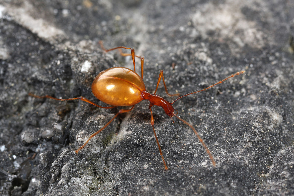 Leptodirus hochenwartii. Yerpo/Wikimedia, CC BY-SA Leptodirus hochenwartii. Yerpo/Wikimedia, CC BY-SA