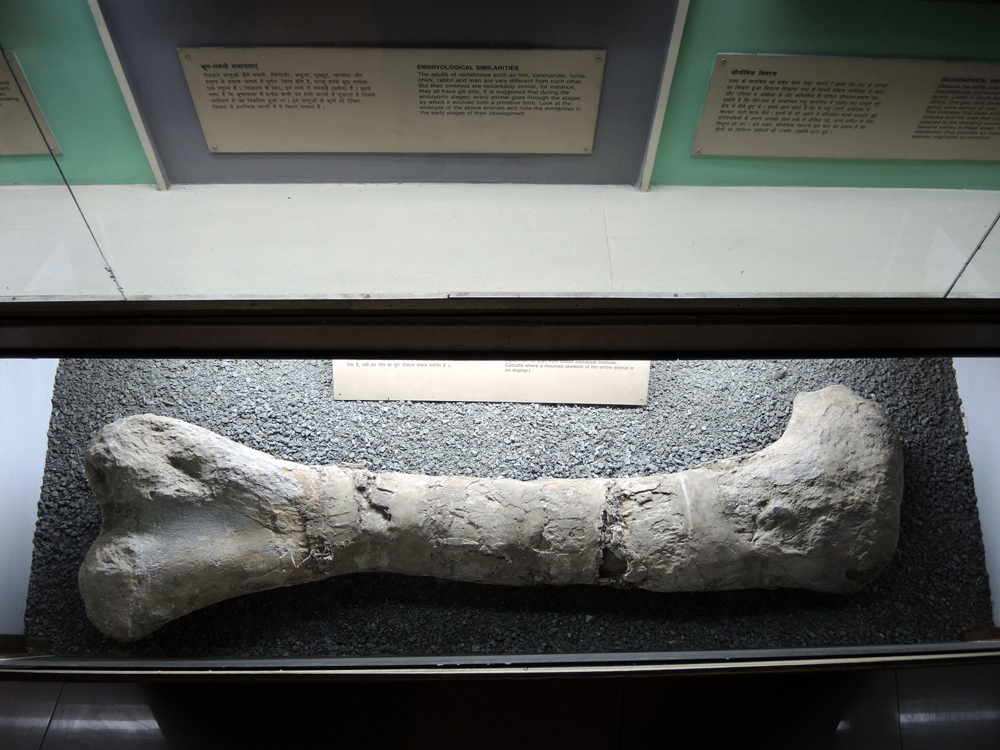 A 160-million-old fossil bone of the Indian Sauropod Dinosaur, Barapasaurus togorei. Credit: Apoorv Tiwary A 160-million-old fossil bone of the Indian Sauropod Dinosaur, Barapasaurus togorei. Credit: Apoorv Tiwary