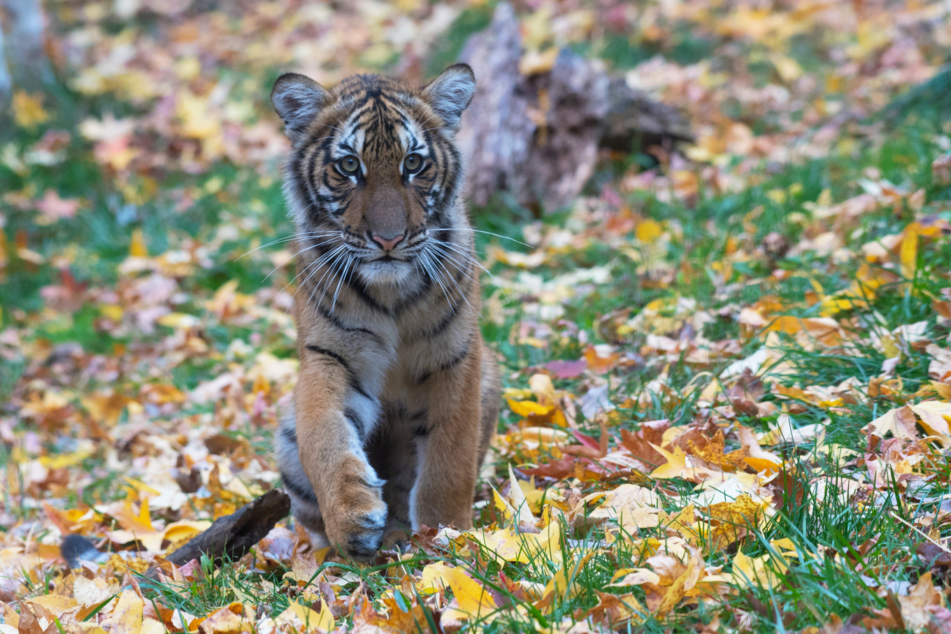 Malayan tiger. Photo credit: Julie Larsen Maher Malayan tiger. Photo credit: Julie Larsen Maher