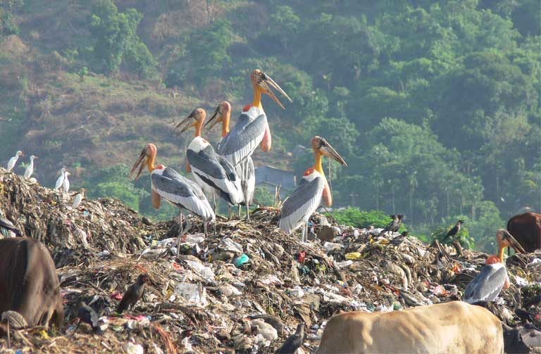 A Greater Adjutant stork gathering in Assam, India. Image Credit: Rathin Barman A Greater Adjutant stork gathering in Assam, India. Image Credit: Rathin Barman