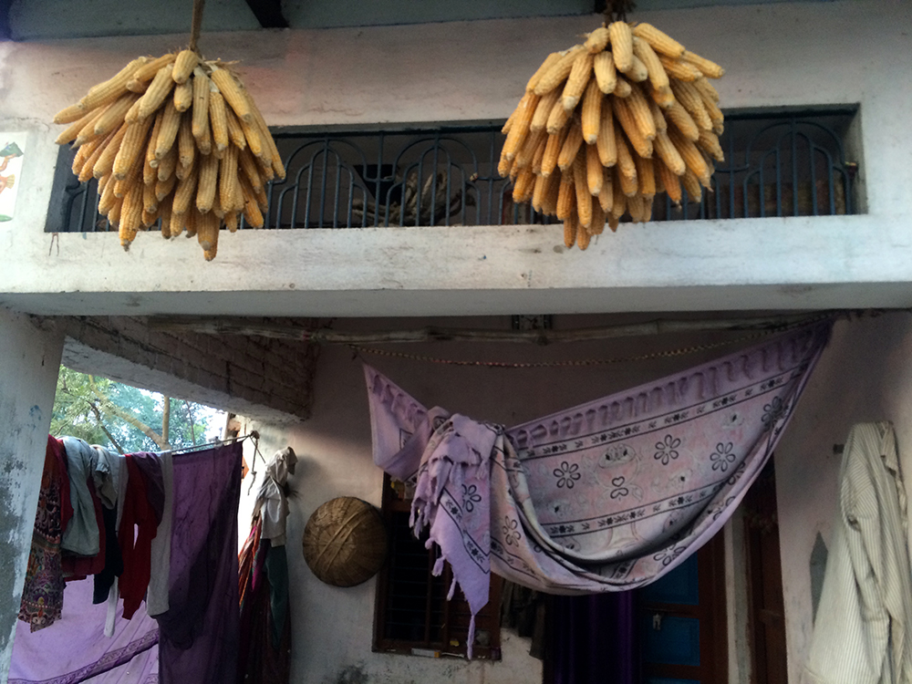 The summer crop of maize is saved for a rainy day at a house in Baksha. The summer crop of maize is saved for a rainy day at a house in Baksha.