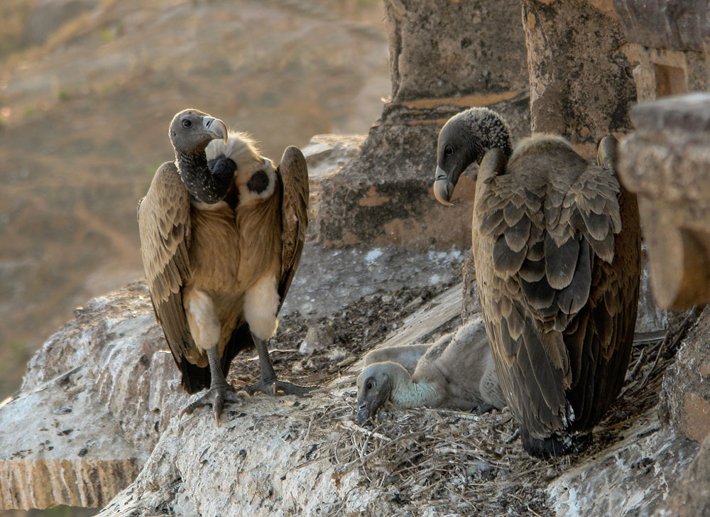 Vultures at a nest in Madhya Pradesh. Photo: Yann – Wikimedia Commons. Vultures at a nest in Madhya Pradesh. Photo: Yann – Wikimedia Commons.