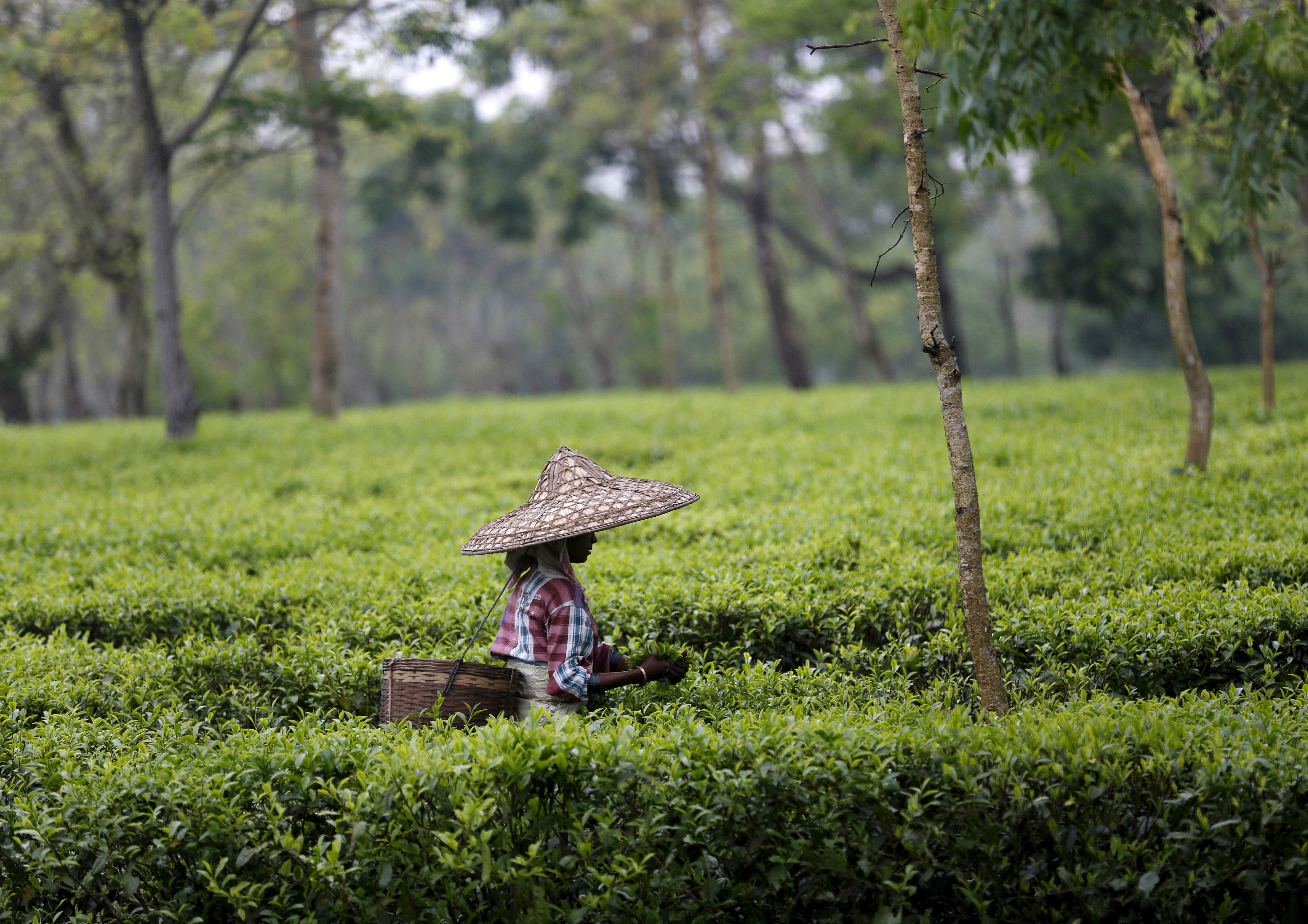 Till recently, Assam's tea gardens followed Chai Bagan Time, which was an hour ahead of Indian Standard Time. (Credit: Ahmad Masood / Reuters) Till recently, Assam's tea gardens followed Chai Bagan Time, which was an hour ahead of Indian Standard Time. (Credit: Ahmad Masood / Reuters)