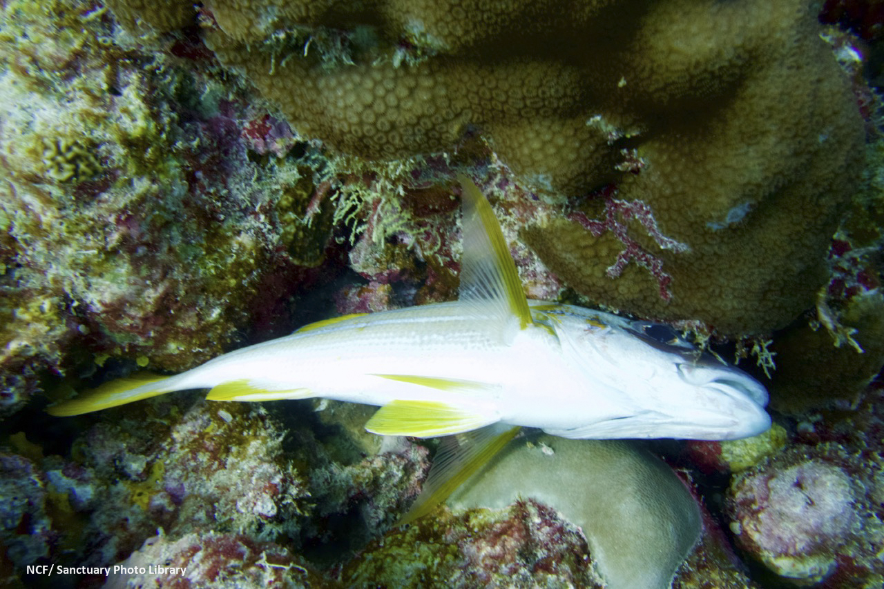 Dying fish observed in the Lakshadweep Reefs (Photo: Nature Conservation Foundation/Sanctuary Asia) Dying fish observed in the Lakshadweep Reefs (Photo: Nature Conservation Foundation/Sanctuary Asia)