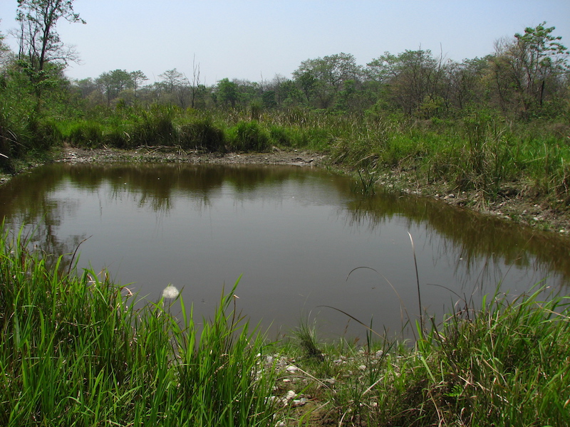 Wallowing ponds like this one, flanked by grasslands and undergrowth, are popular spots for rhinos and other herbivores. Photo credit: Moushumi Basu/Mongabay. Wallowing ponds like this one, flanked by grasslands and undergrowth, are popular spots for rhinos and other herbivores. Photo credit: Moushumi Basu/Mongabay.
