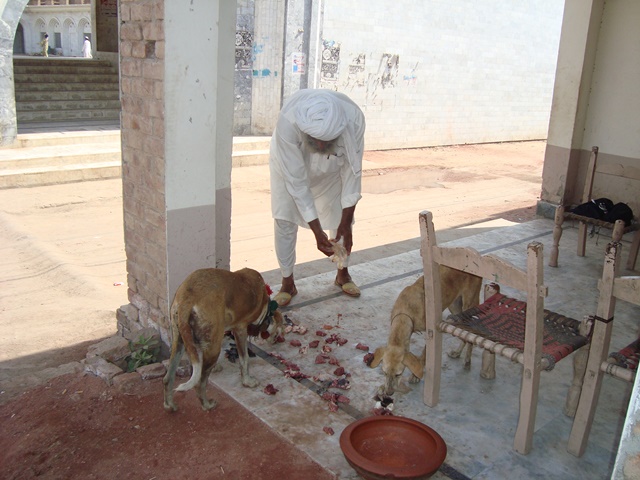 A devotee offers meat to dogs. Credit: Haroon Khalid. A devotee offers meat to dogs. Credit: Haroon Khalid.