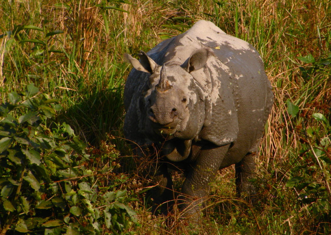rhino poaching essay View rhino poaching research papers on academiaedu for free. rhino poaching essay View rhino poaching research papers on academiaedu for free.