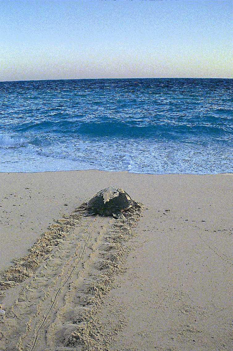 A green sea turtle returning to the water after nesting on the South Sentinal Island (Photograph by Pankaj Sekhsaria). A green sea turtle returning to the water after nesting on the South Sentinal Island (Photograph by Pankaj Sekhsaria).