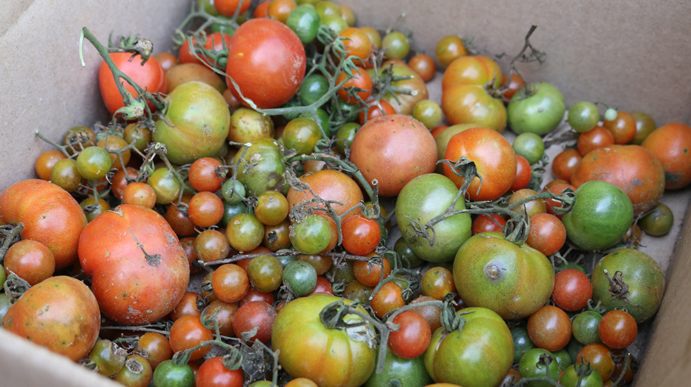 Freshly picked tomatoes from Marak's mother's garden. Freshly picked tomatoes from Marak's mother's garden.