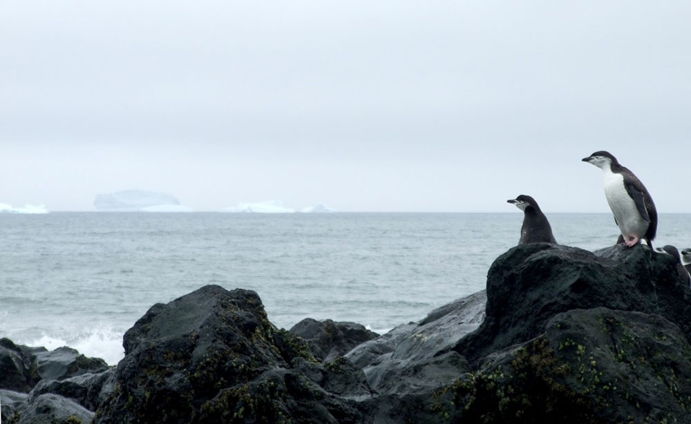 Antarctic penguins watch the ocean. Source: Ceridwen Fraser, Author provided. Antarctic penguins watch the ocean. Source: Ceridwen Fraser, Author provided.