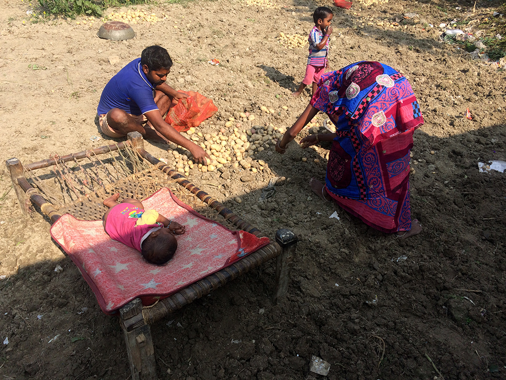 A family harvests a potato crop on their tiny farm in Baksha in eastern Uttar Pradesh. A family harvests a potato crop on their tiny farm in Baksha in eastern Uttar Pradesh.
