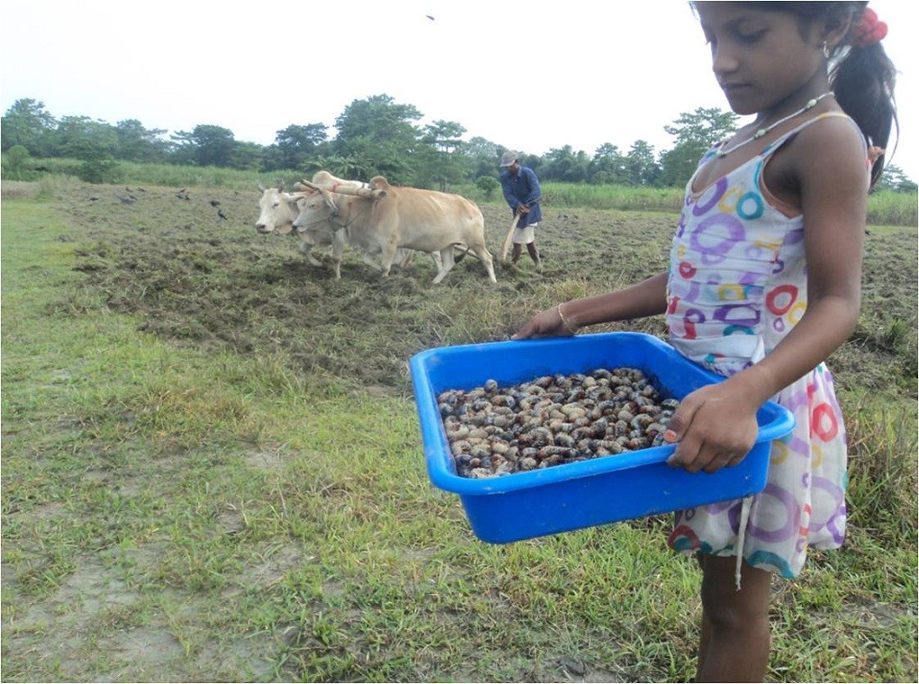 The edible beetles (Credit: All India Network on Soil Anthropod Pests) The edible beetles (Credit: All India Network on Soil Anthropod Pests)