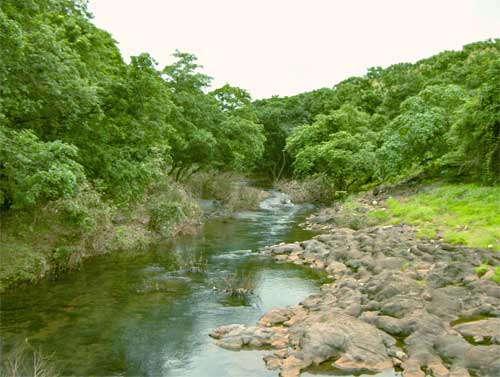 Sanjay Gandhi National Park. Credit: Wikimedia Commons Sanjay Gandhi National Park. Credit: Wikimedia Commons