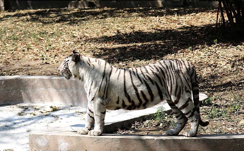 A white tiger at the Delhi Zoo. Photo credit: Anisha Russell. A white tiger at the Delhi Zoo. Photo credit: Anisha Russell.