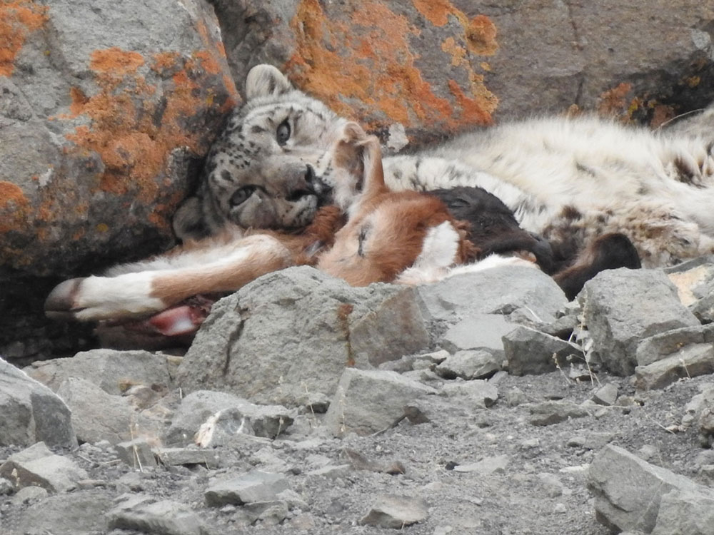 A snow leopard devours a carcass. Photo credit: Karma Sonam, NCF India A snow leopard devours a carcass. Photo credit: Karma Sonam, NCF India