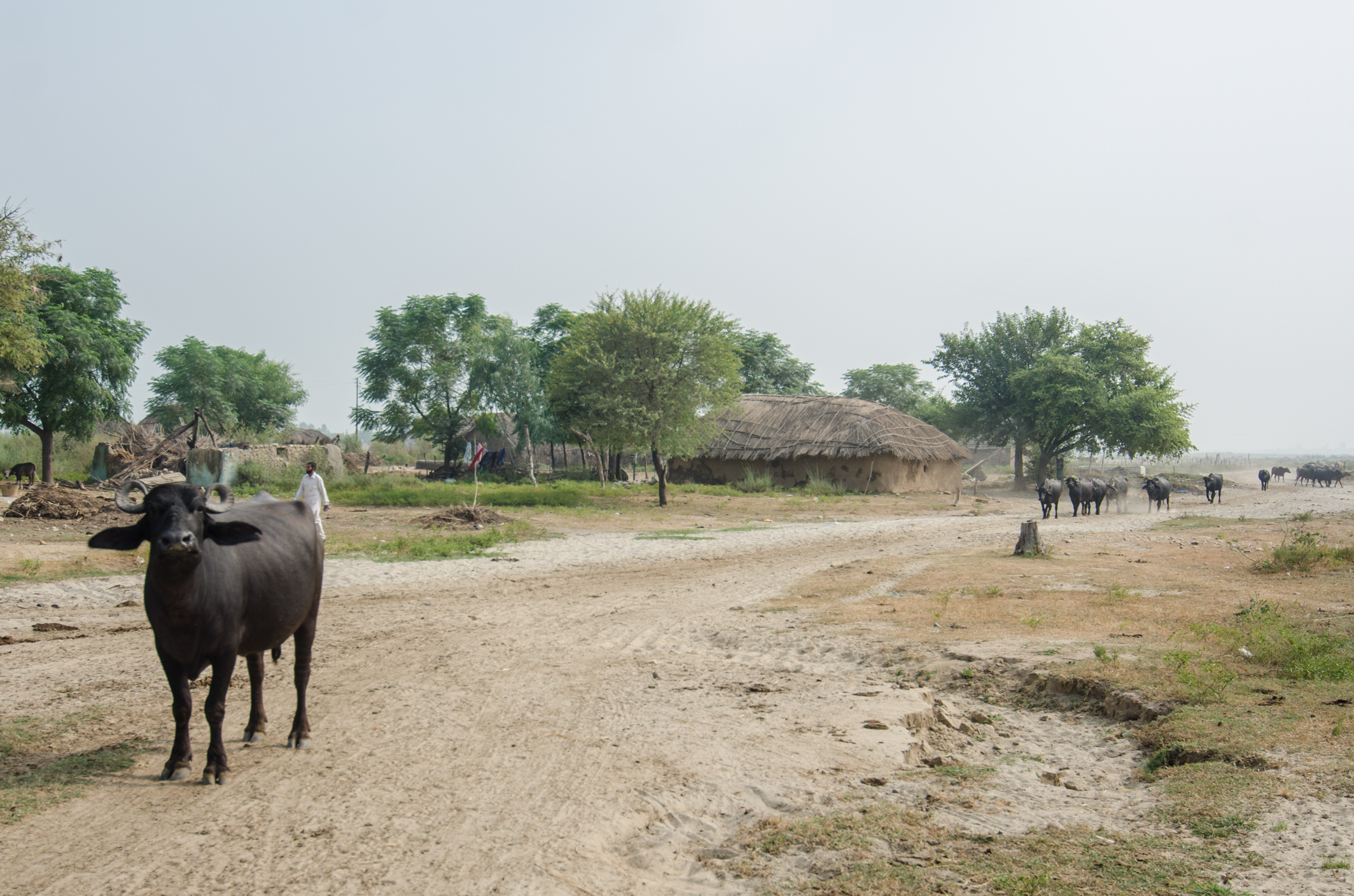 The Gujjar Basti in Vijaypur. Photo: Rayan Naqash The Gujjar Basti in Vijaypur. Photo: Rayan Naqash
