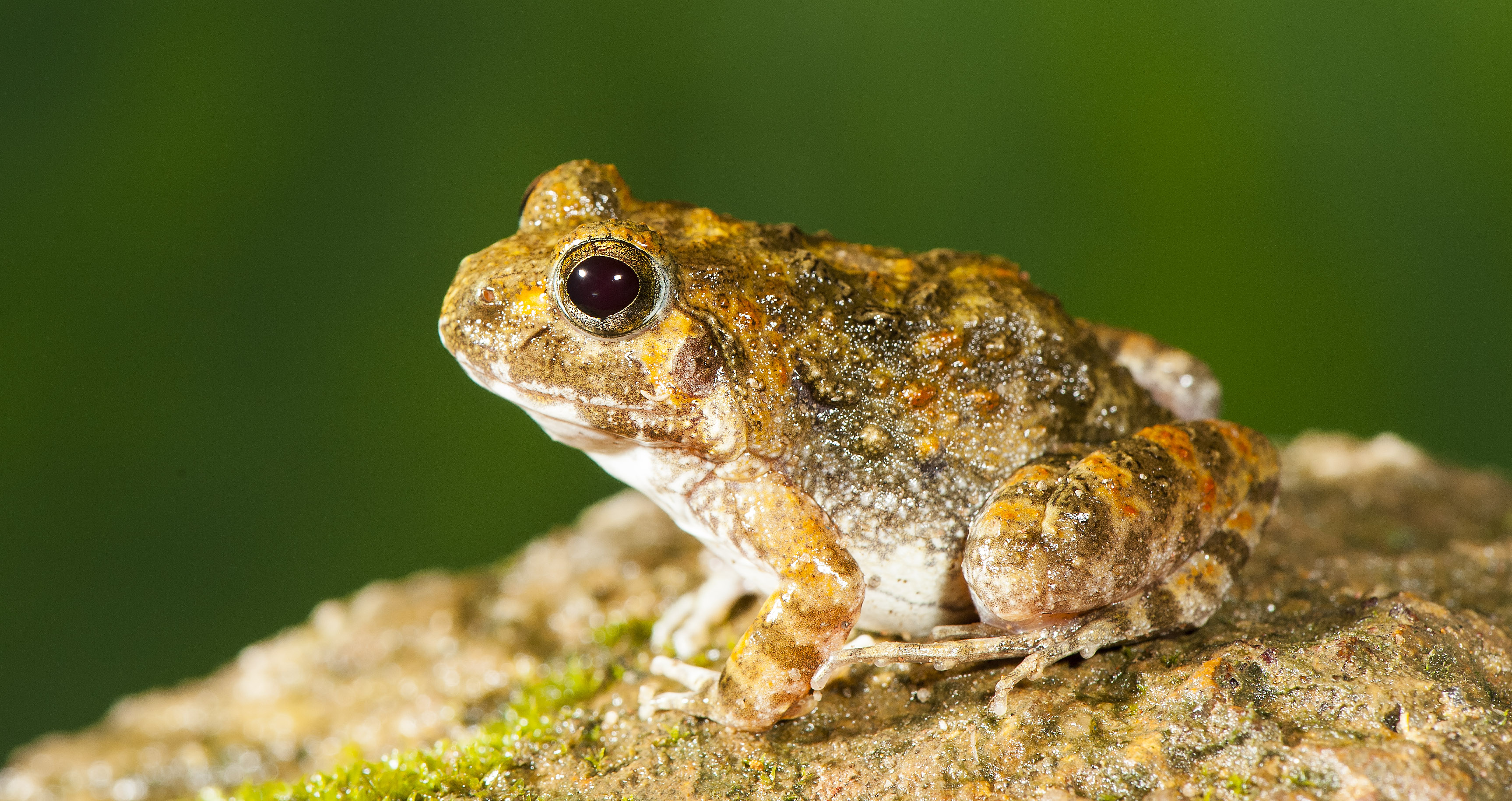 Manoharan’s Burrowing Frog. (Photo credit: SD Biju). Manoharan’s Burrowing Frog. (Photo credit: SD Biju).