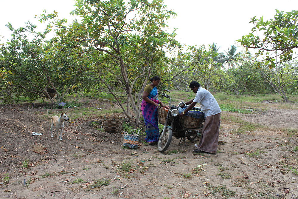 A view of KN Nehru's guava farm. Credit: Sandhya Ravishankar A view of KN Nehru's guava farm. Credit: Sandhya Ravishankar