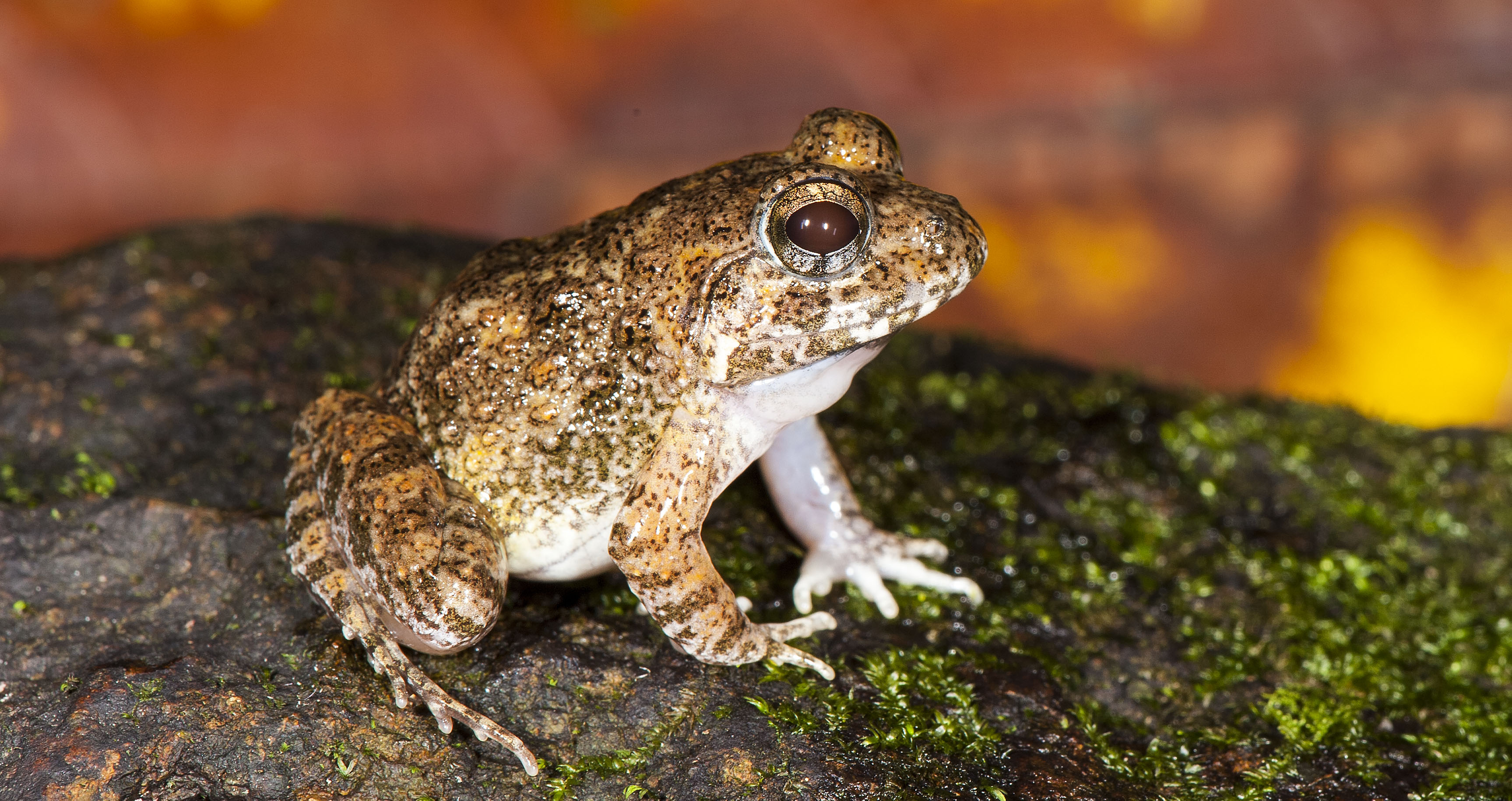 Kadar Burrowing frog. (Photo credit: SD Biju). Kadar Burrowing frog. (Photo credit: SD Biju).