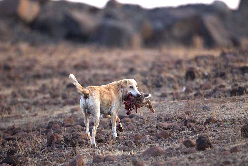 A dog with a black-naped hare, Maharashtra, India. Photo credit: Hari Somashekhar/Facebook A dog with a black-naped hare, Maharashtra, India. Photo credit: Hari Somashekhar/Facebook