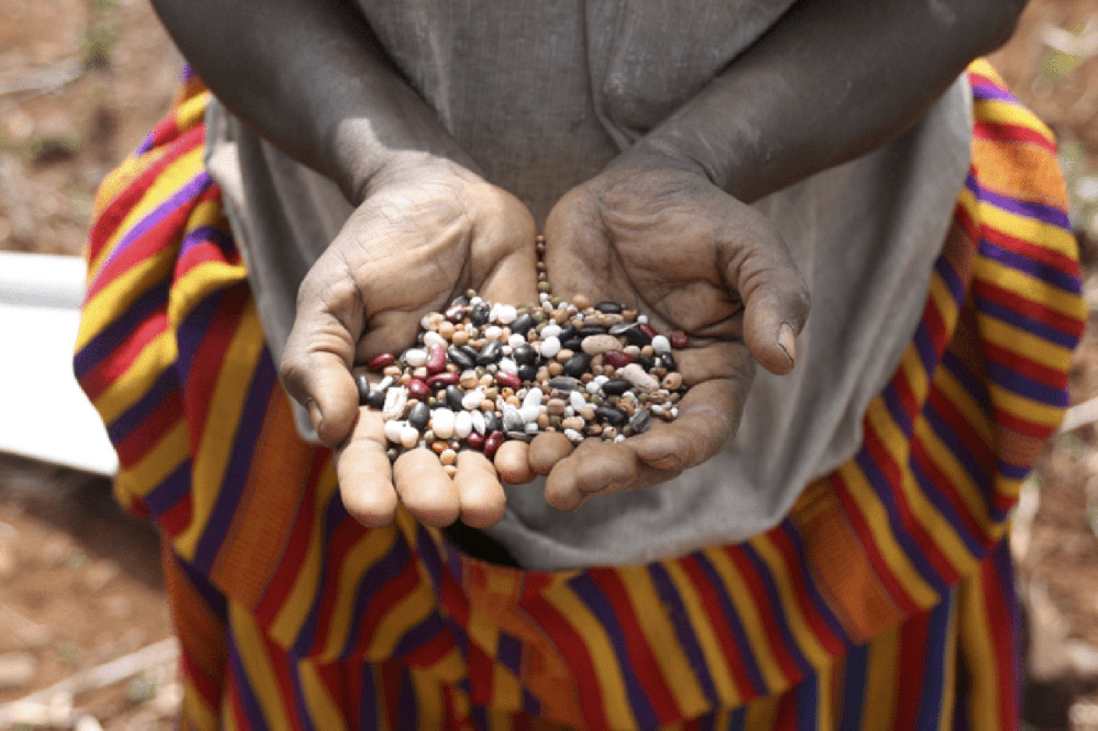Seeds of eight different crops would be planted in a single throw. In a dry year maybe only the sorghum and beans will survive – in a good year sunflowers and maize would germinate and grow too. Daryl Stump, Author provided Seeds of eight different crops would be planted in a single throw. In a dry year maybe only the sorghum and beans will survive – in a good year sunflowers and maize would germinate and grow too. Daryl Stump, Author provided