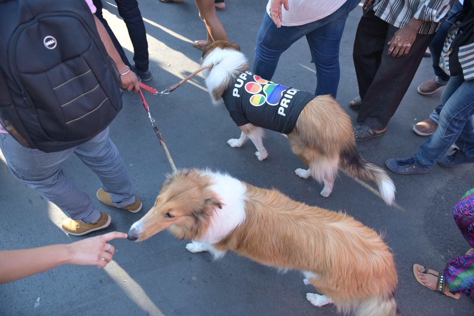 Puppies marched for pride too. Puppies marched for pride too.
