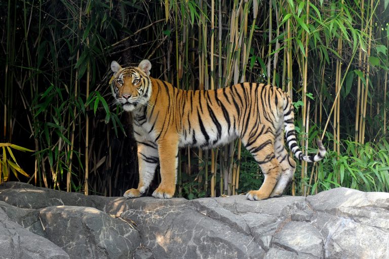 Malayan tiger in the summer. Photo credit: Julie Larsen Maher Malayan tiger in the summer. Photo credit: Julie Larsen Maher