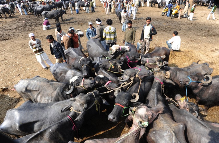Credit: Raveendran/AFP Credit: Raveendran/AFP