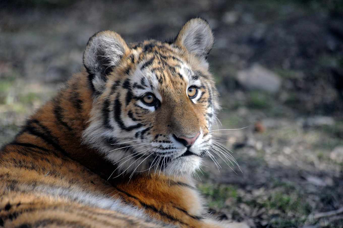 Amur tiger in the winter. Photo credit: Julie Larsen Maher Amur tiger in the winter. Photo credit: Julie Larsen Maher