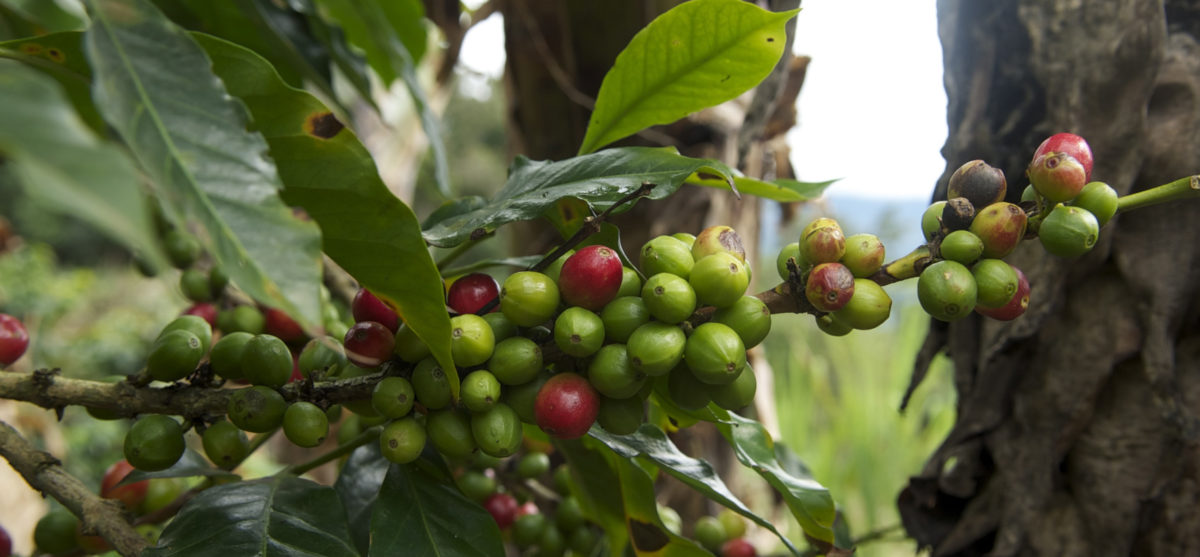 The coffee Tunki of Puno is highly valued on the international market. Photo credit: WCS Peru The coffee Tunki of Puno is highly valued on the international market. Photo credit: WCS Peru