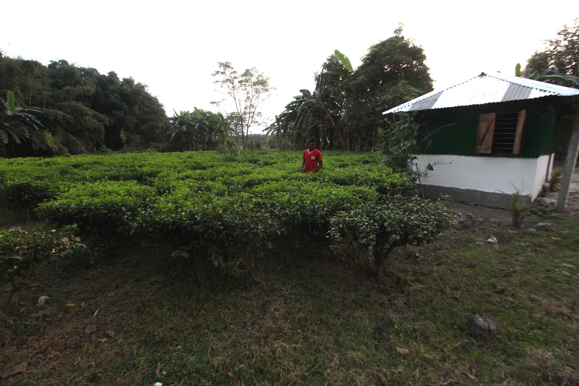 A small tea garden in North Bengal. A small tea garden in North Bengal.